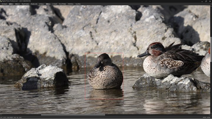 EOS R3 野鳥の瞳認識