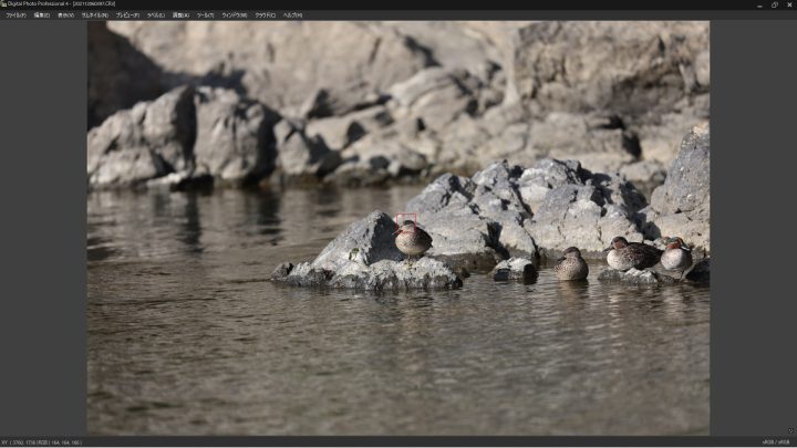 EOS R3 野鳥の瞳認識