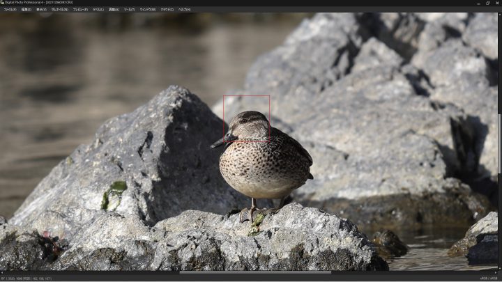 EOS R3 野鳥の瞳認識　等倍