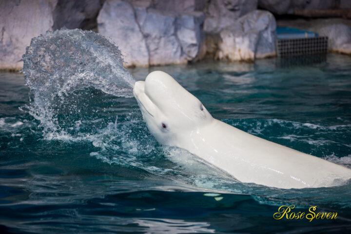 名古屋水族館のベルーガ