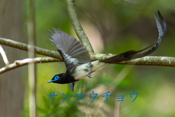 サンコウチョウ　MF　久しぶりに野鳥撮影